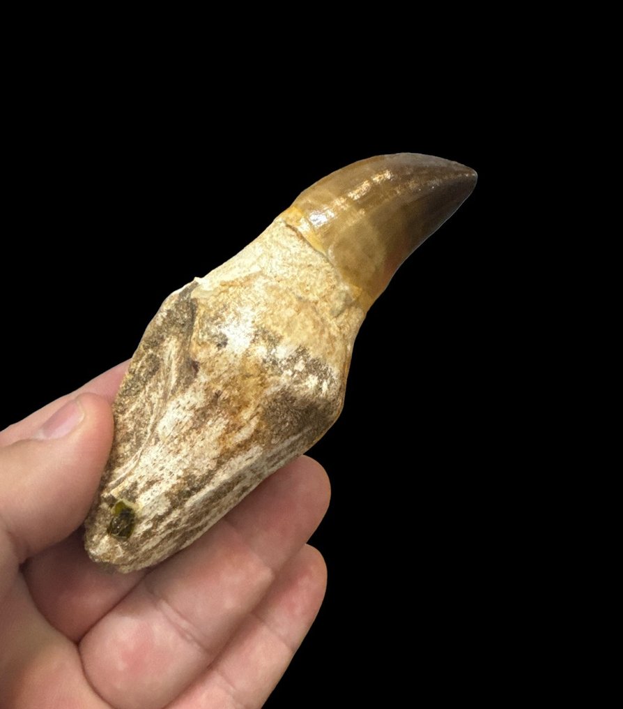 Mosasaurio - Diente fósil - Diente de Mosasaurio - 11 cm - 4 cm  (Sin Precio de Reserva) #2.1