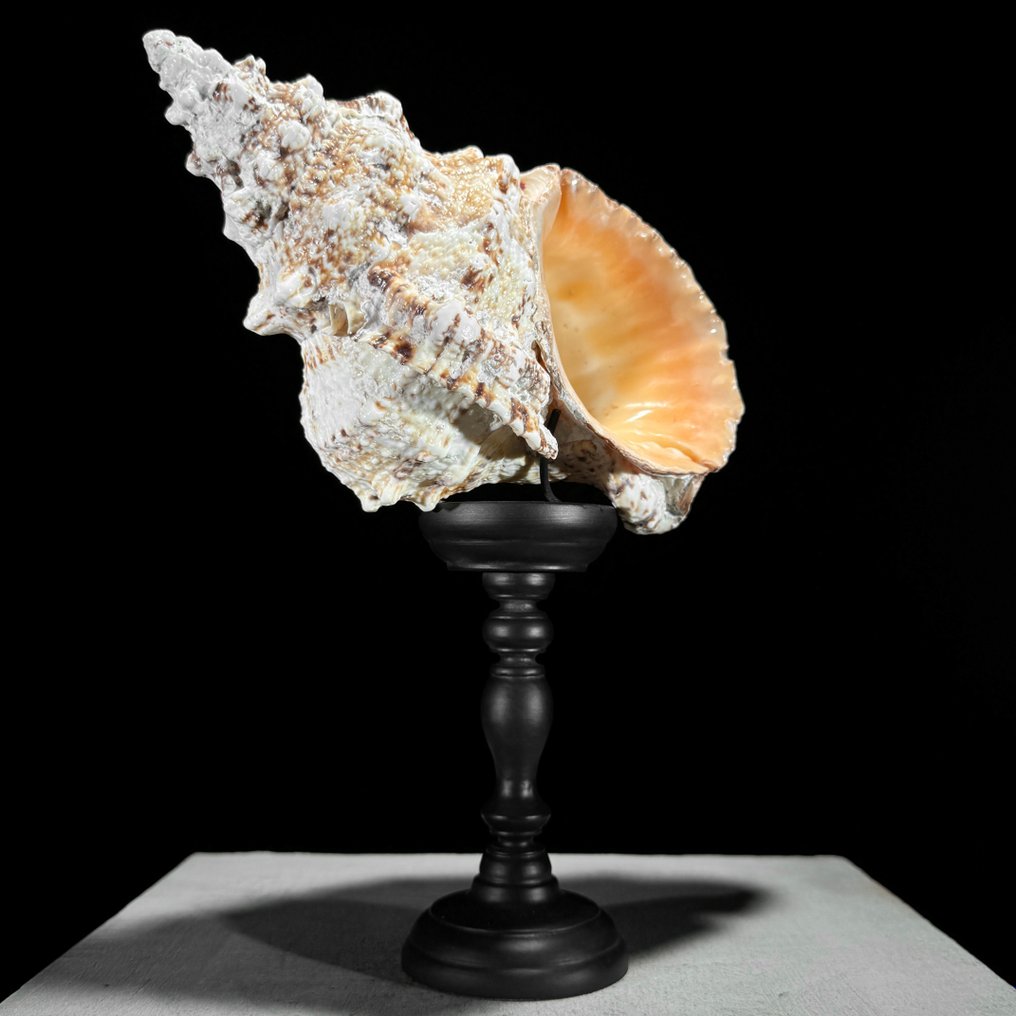 Conch Shell egyedi állványon- Tengeri kagyló - Triplofusus giganteus  (Nincs minimálár) #1.2
