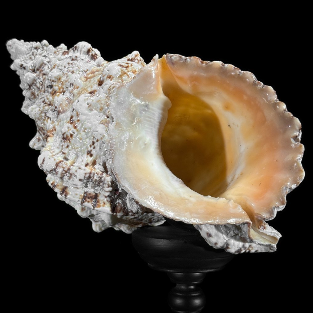 Conch Shell egyedi állványon- Tengeri kagyló - Triplofusus giganteus  (Nincs minimálár) #2.1