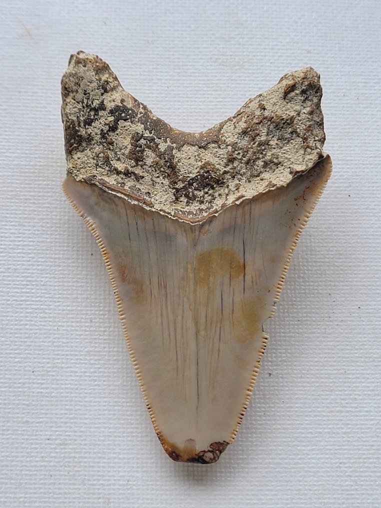 Megalodonte - Dente fossile - 8.6 cm - 5.4 cm #3.2
