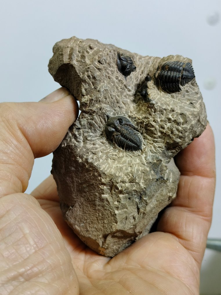 Spectaculaire natuurlijke trilobieten op Matrix - Fossiele matrix - Metacanthina issoumourensis - 96 mm - 62 mm #2.2