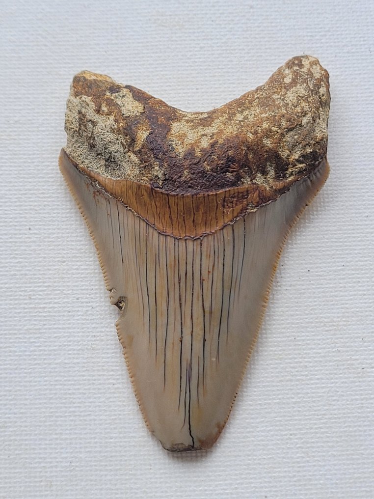Megalodonte - Dente fossile - 8.6 cm - 5.4 cm #1.1