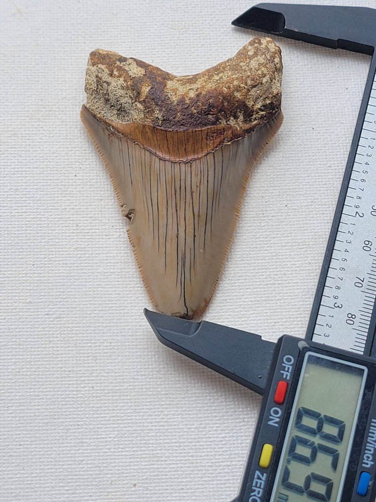 Megalodon - Fossil tand - 8.6 cm - 5.4 cm #1.2