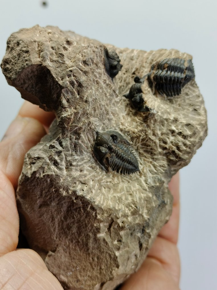 Spectaculaire natuurlijke trilobieten op Matrix - Fossiele matrix - Metacanthina issoumourensis - 96 mm - 62 mm #3.1