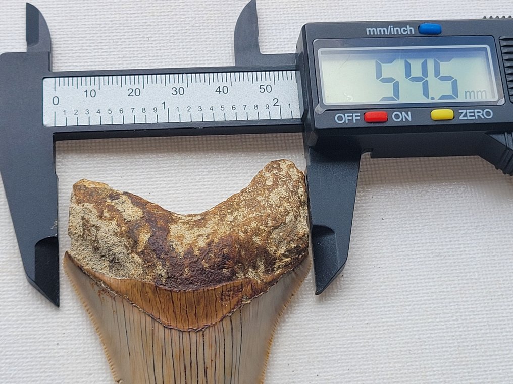 Megalodon - Απολιθωμένο δόντι - 8.6 cm - 5.4 cm #2.1