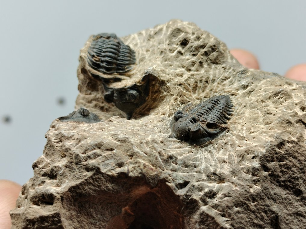 Spektakulære naturlige trilobitter på matrise - Fossil matrise - Metacanthina issoumourensis - 96 mm - 62 mm #1.1