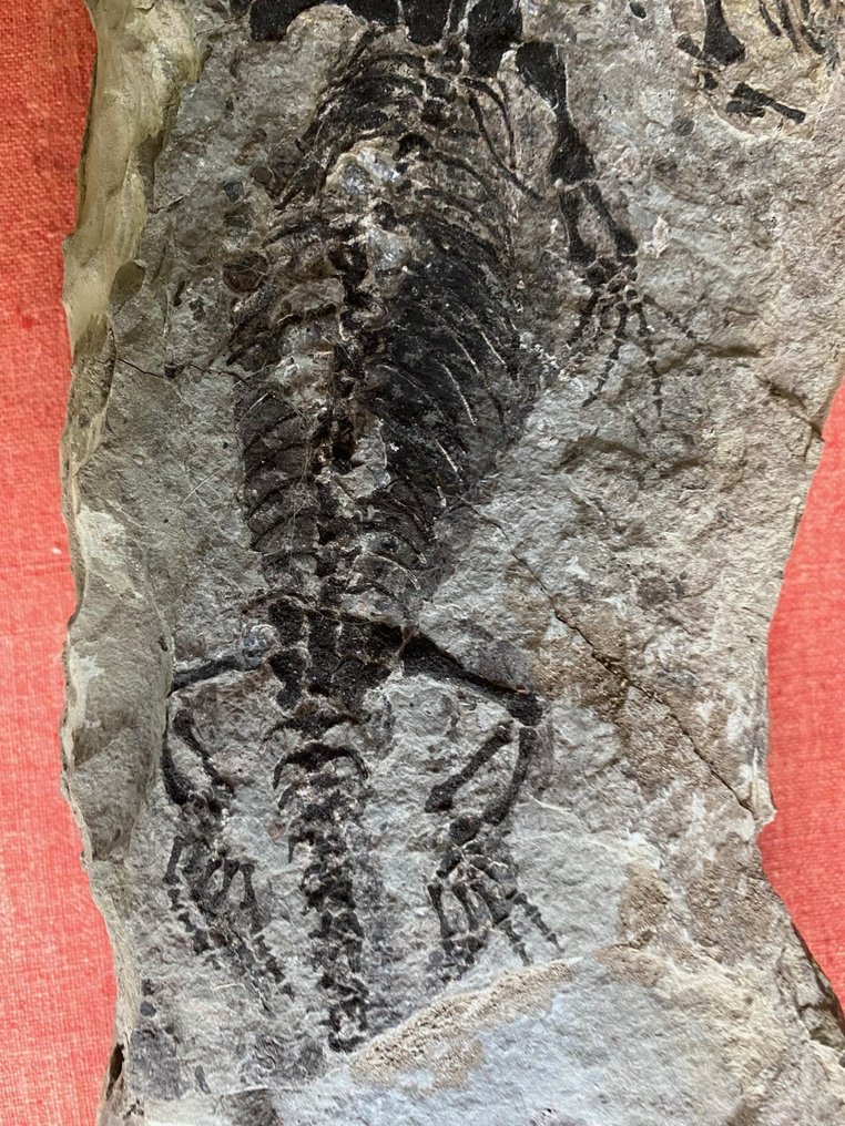 Barassauro - Matriz fóssil - 38 cm - 13 cm #2.1