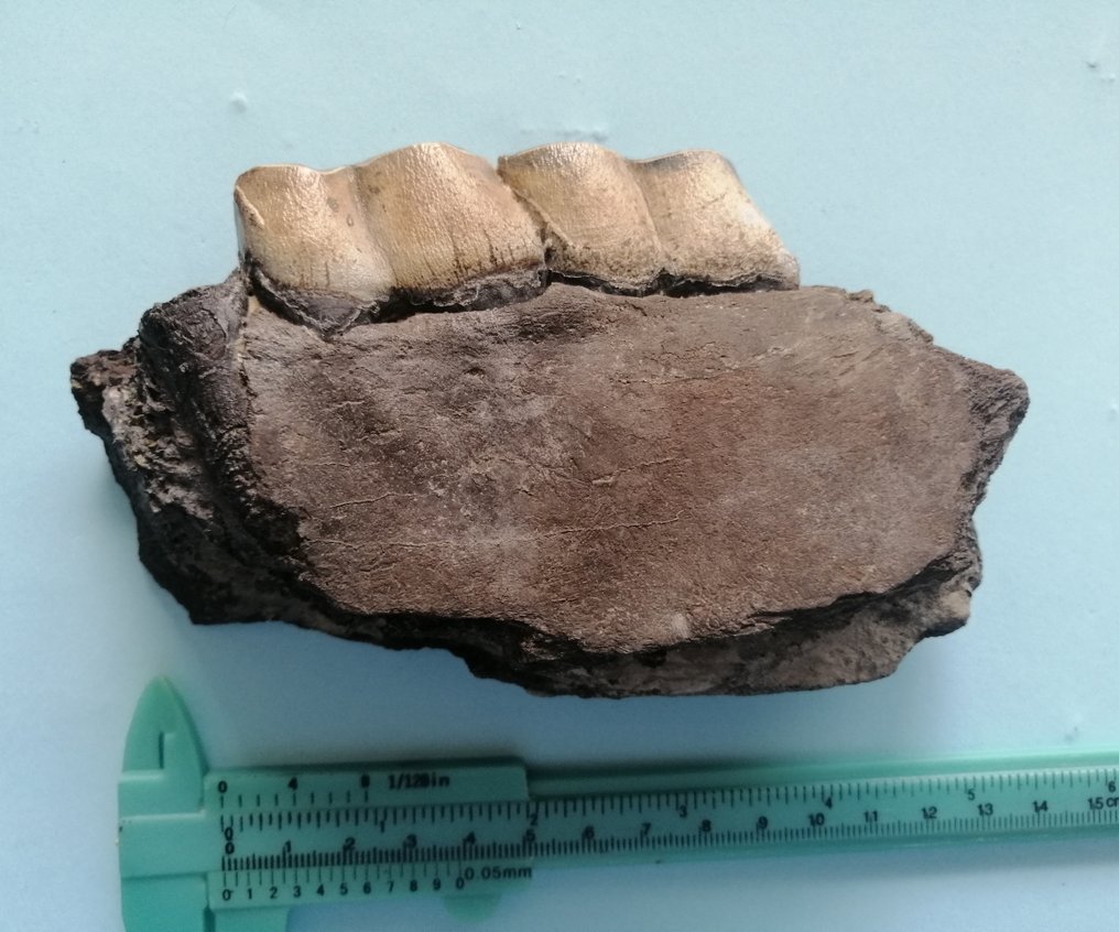 Mehr als seltener Unterkiefer mit Backenzähnen von Aceratherium sp., - Fossiles Fragment - 8 cm - 14.1 cm #2.1