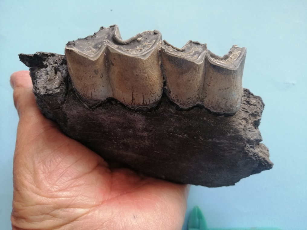 不僅僅是帶有 Acerotherium sp. 臼齒的罕見下顎骨， - 化石碎片 - 8 cm - 14.1 cm #3.1
