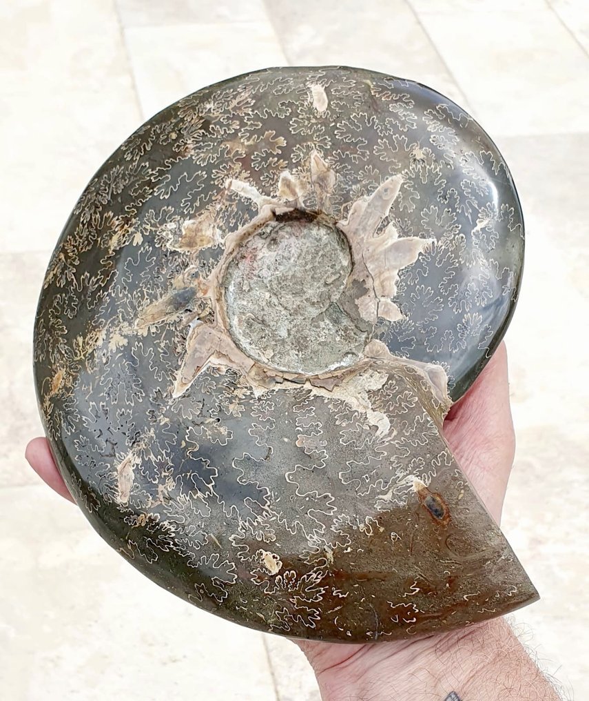 Ammonite - Fosszilizálódott állat - Ammonoidea Cleoniceras sp - 23 cm - 22 cm #1.1