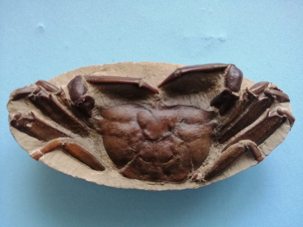 化石蟹 - 動物化石 - 3.9 cm - 8.3 cm #1.2