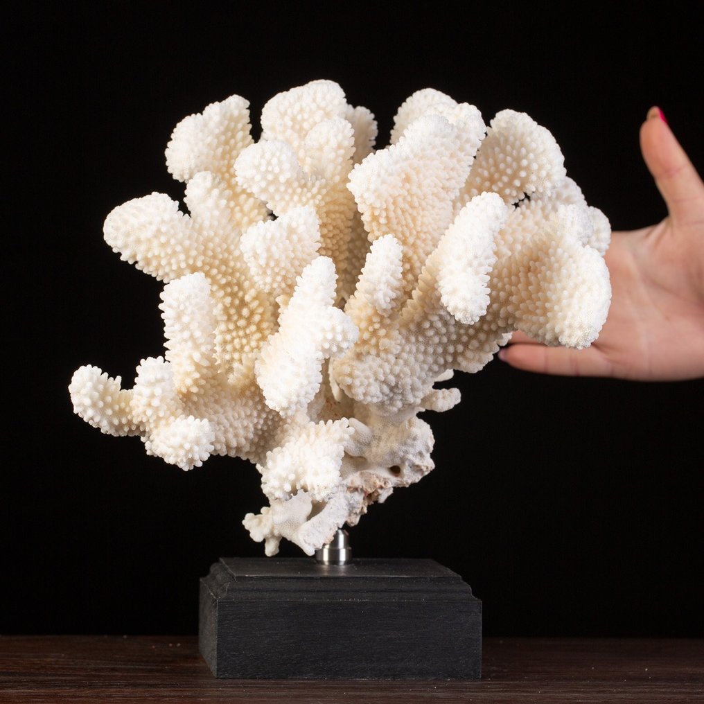 Elkhorn Coral montert på tilpasset sokkel Utstopping av kropp i naturlig størrelse - - Acropora palmata - - 270 mm - 270 mm - 265 mm #1.1