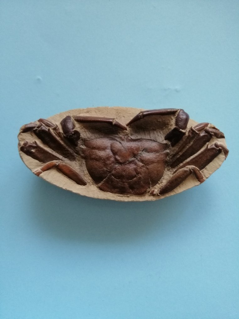 化石蟹 - 動物化石 - 3.9 cm - 8.3 cm #1.1