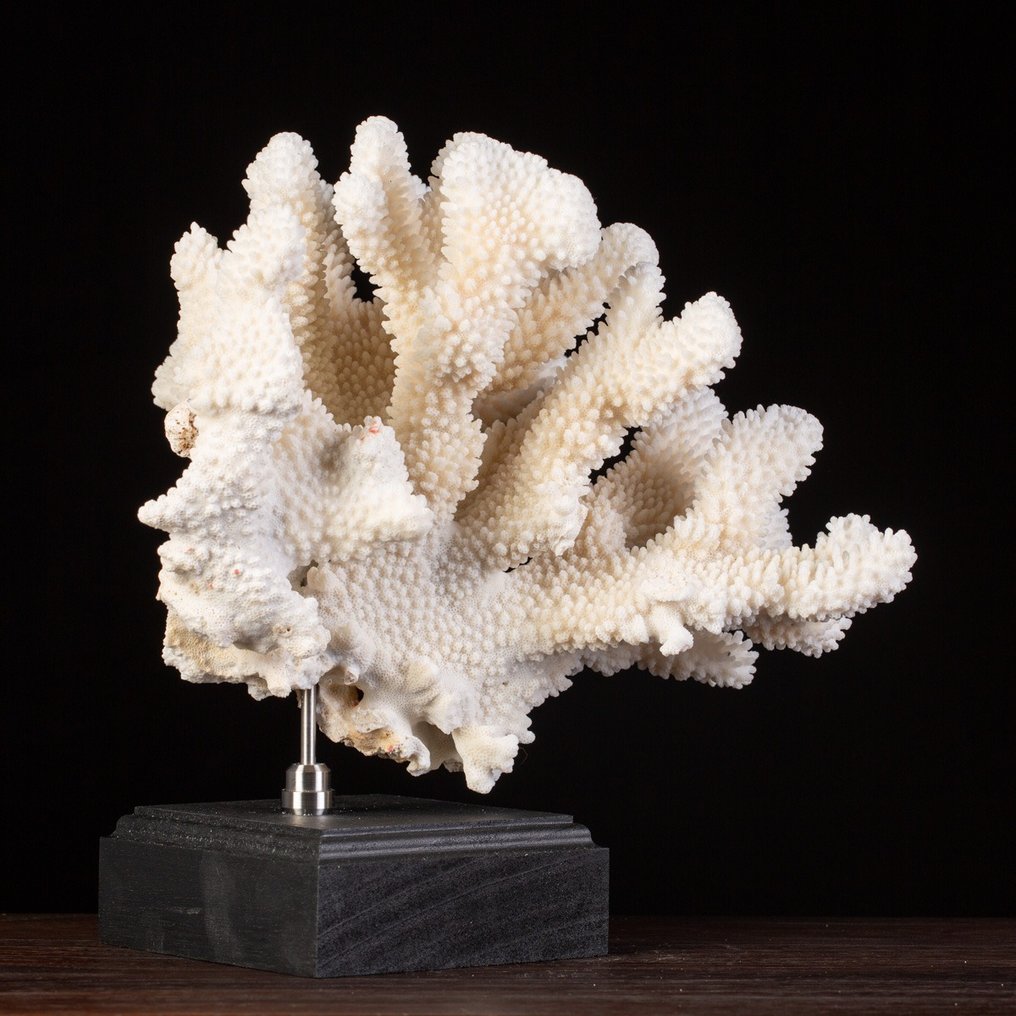 Elkhorn Coral montert på tilpasset sokkel Utstopping av kropp i naturlig størrelse - - Acropora palmata - - 270 mm - 270 mm - 265 mm #2.1