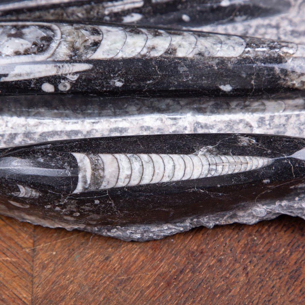 Fossile prøver - Perfekte forhold - Orthoceras - Utdøde marine bløtdyr - Høyde: 386 mm - Bredde: 201 mm- 3720 g #2.1