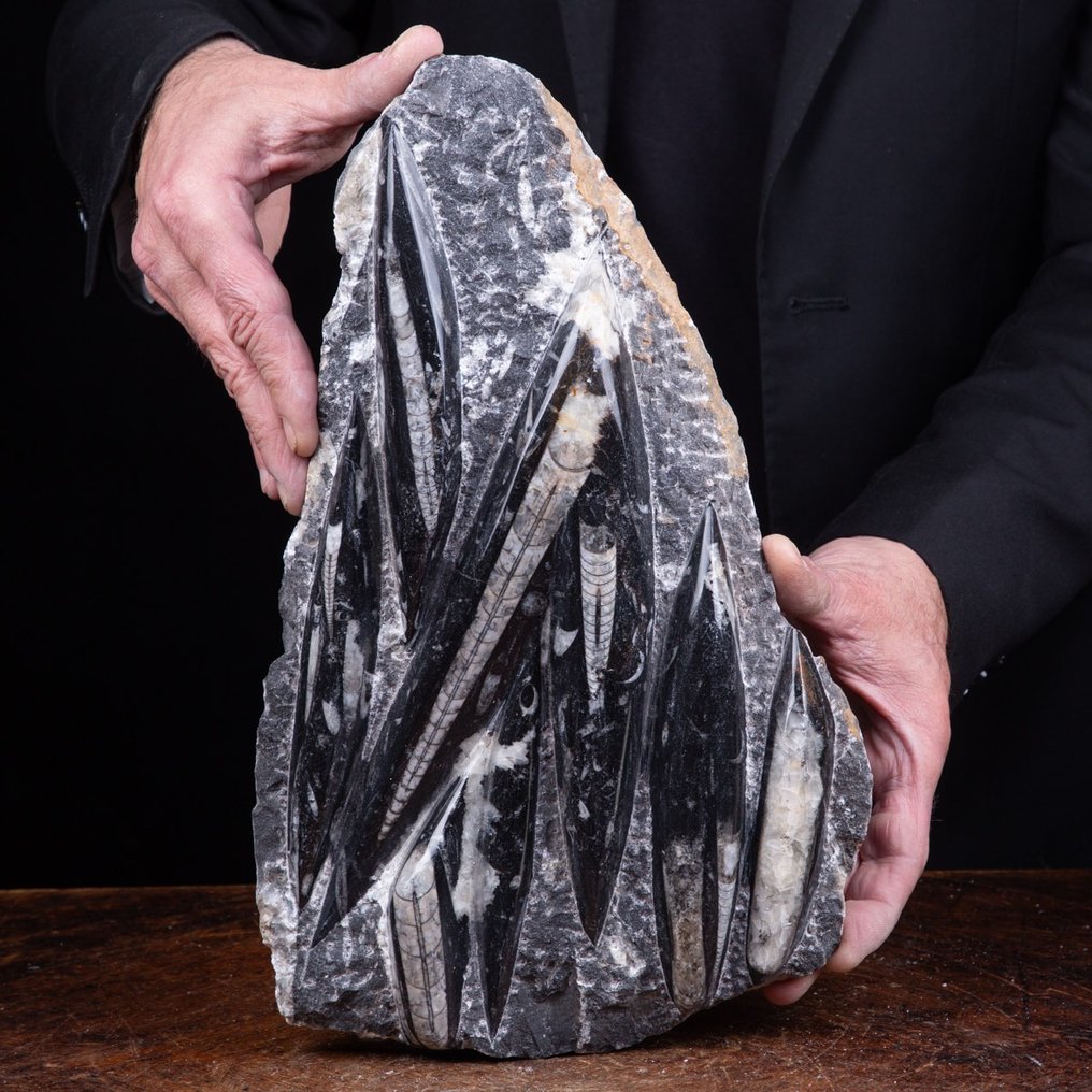 Fosszilis példányok – tökéletes körülmények - Fosszilis töredék - Orthoceras - Molluschi Marini Estinti - 336 mm - 214 mm #1.1
