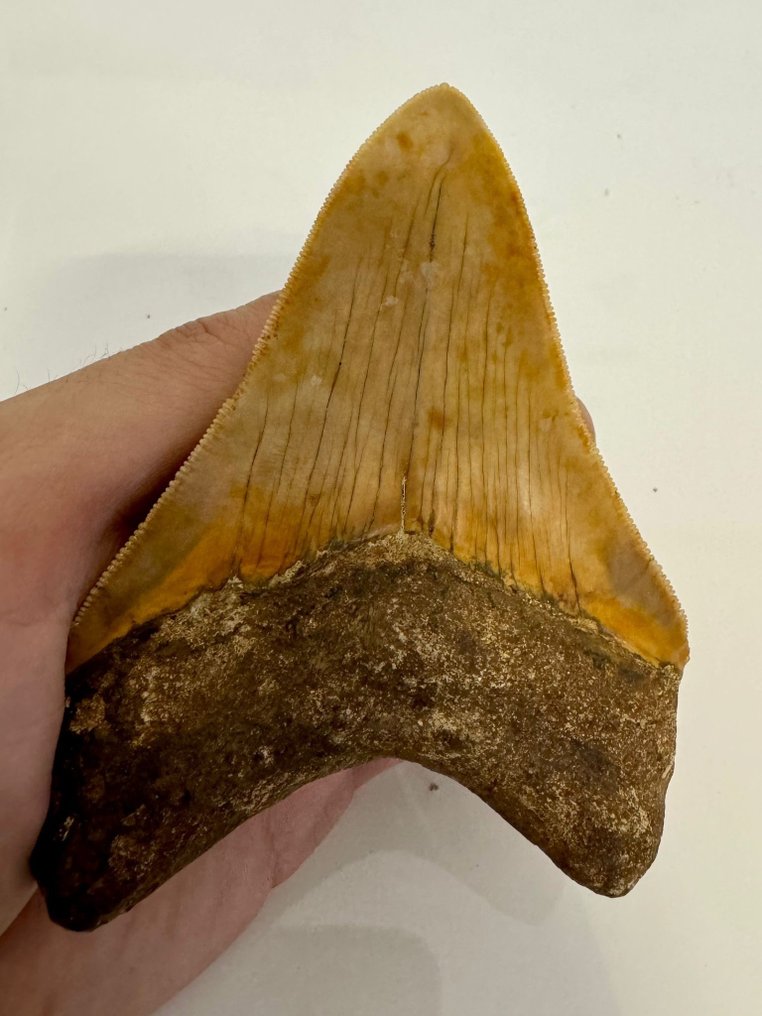 Megalodon - Fossiele tand - Otodus (Carcharocles) megalodon - 11 cm #1.2