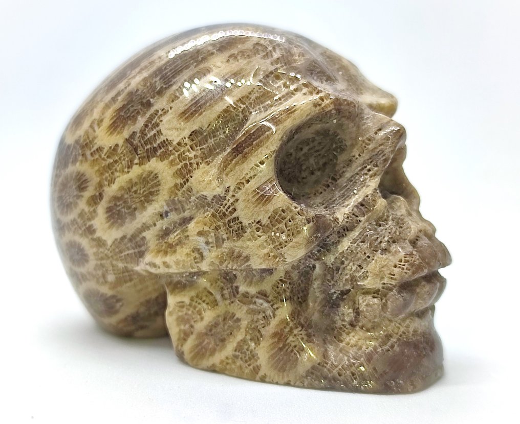 Φυσικό χρυσάνθεμο κοραλλιογενές απολίθωμα - Απολιθωμένο κρανίο - Hand Carved Skull  (χωρίς τιμή ασφαλείας) #1.1