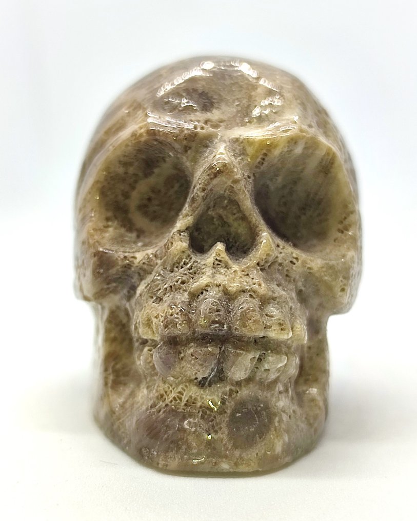 Φυσικό χρυσάνθεμο κοραλλιογενές απολίθωμα - Απολιθωμένο κρανίο - Hand Carved Skull  (χωρίς τιμή ασφαλείας) #2.1