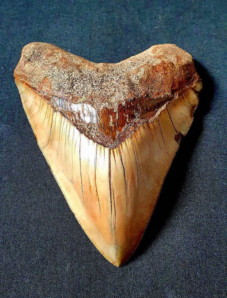 巨牙鯊 - 牙齒化石 - 150 mm - 112 mm #1.1