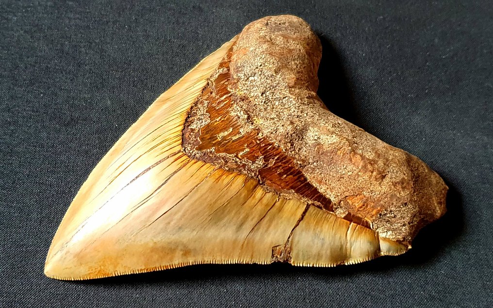 巨牙鯊 - 牙齒化石 - 150 mm - 112 mm #2.1