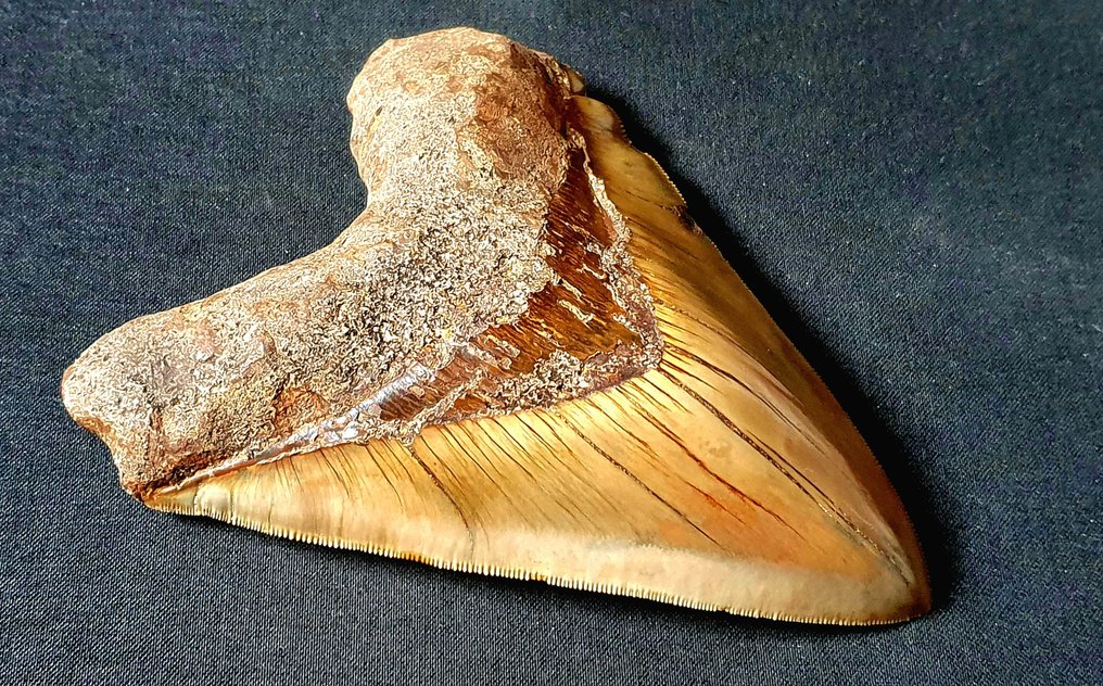 Megalodon - Fossil tooth - 150 mm - 112 mm #3.1