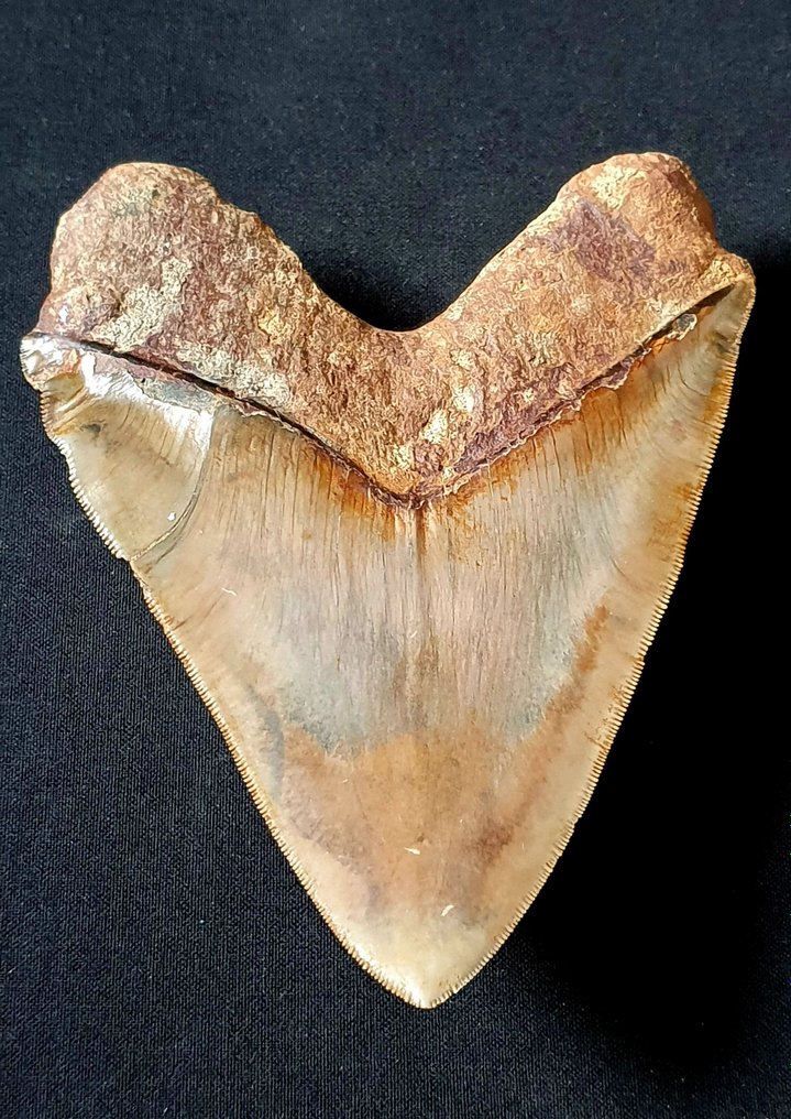 巨牙鯊 - 牙齒化石 - 150 mm - 112 mm #1.2