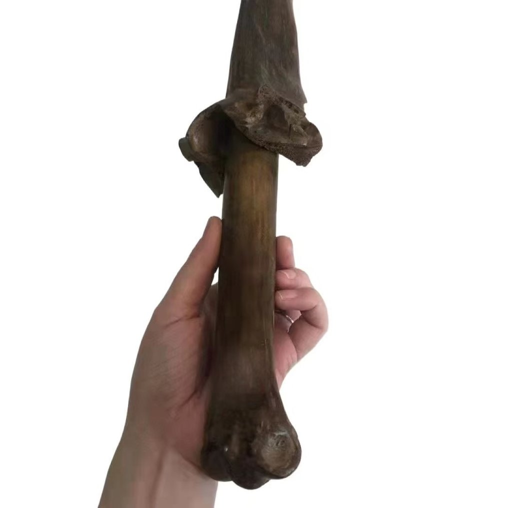 独特的骨刀 - 骨骼化石 - Mammoth leg bone fossil - 50 cm #2.1