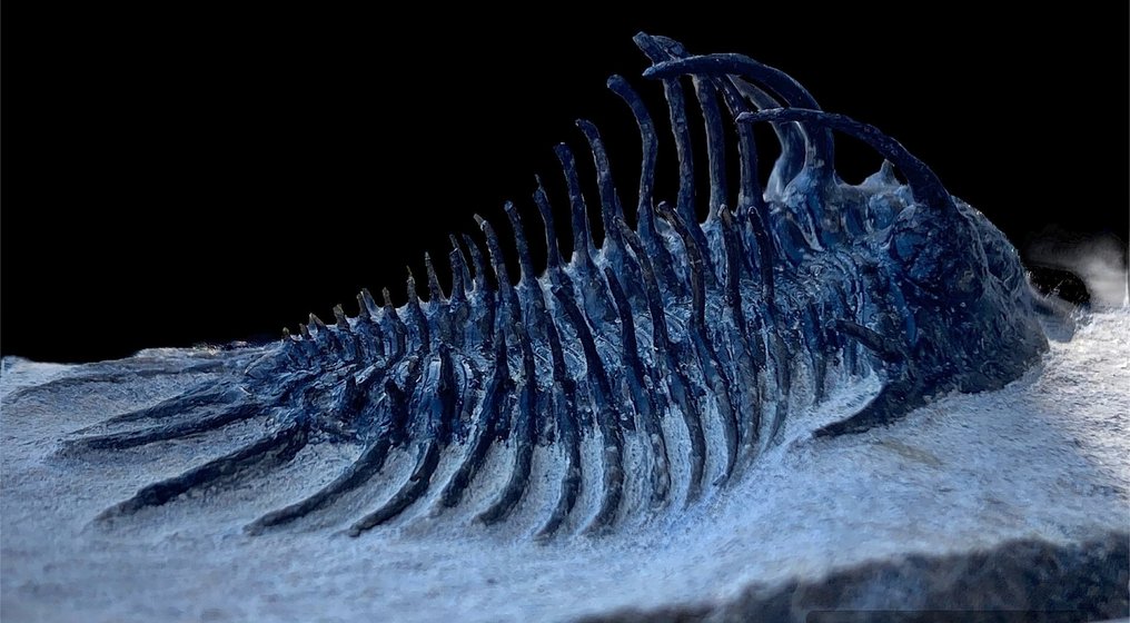 Trilobita com espinhos - Animal fossilizado - Comura bultyncki - 7 cm #2.1