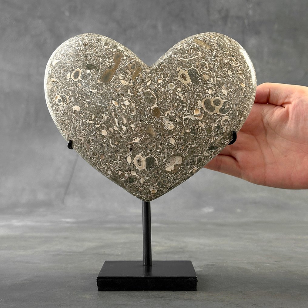 INGEN RESERVEPRIS - Smuk Turritella - Fossilt fragment - Heart-Shaped on a custom stand - 22 cm - 18 cm  (Ingen mindstepris) #1.1