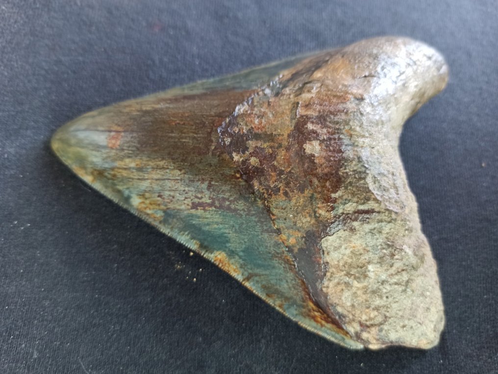 Megalodon - Fossiler Zahn - 13.5 cm - 10.5 cm #1.3