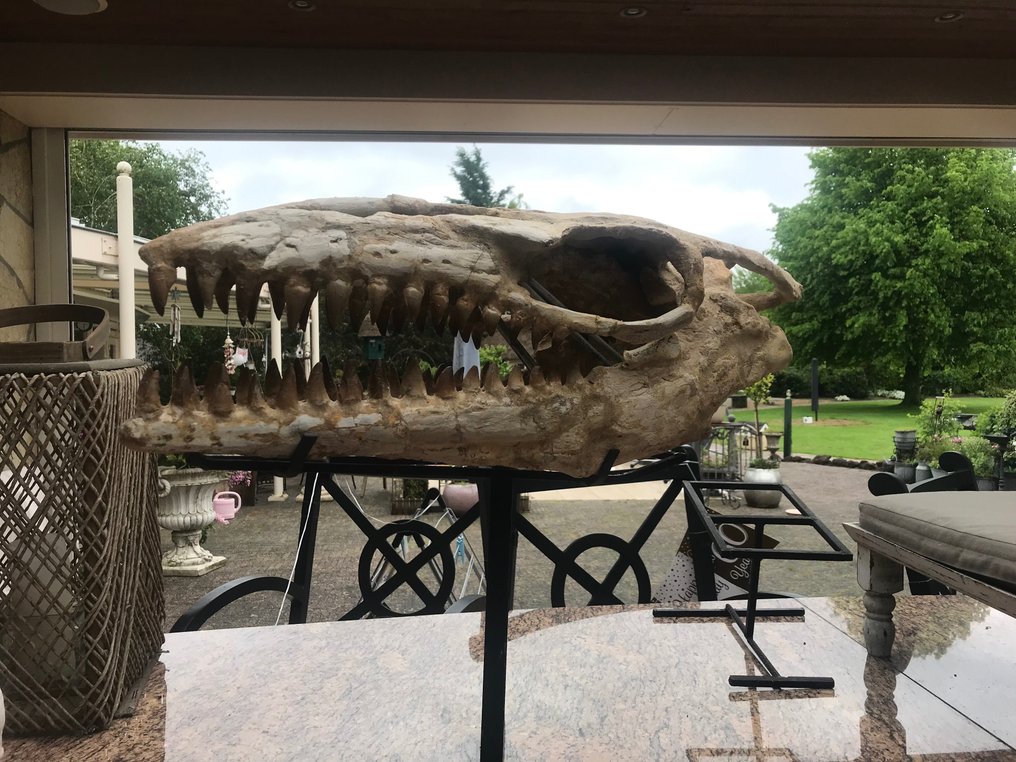Dinosaur - Fossil skull - Mosasaurus - 55 cm - 27 cm #3.1