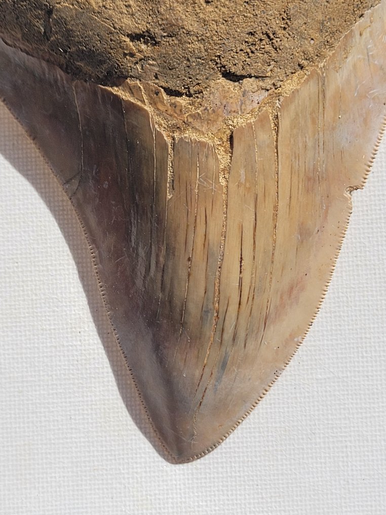 Megalodon - Fossiele tand - 12.5 cm - 12.4 cm #3.1