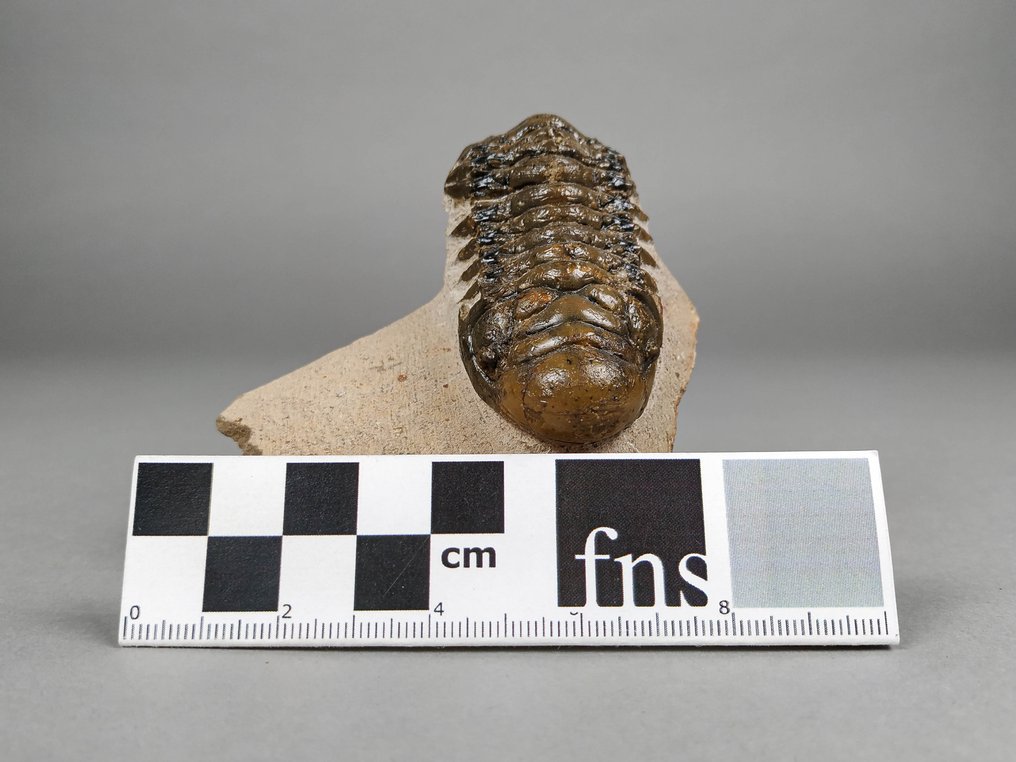 三叶虫 - 动物化石 - Crotalocephalus gibbus - 8.5 cm - 6.2 cm #2.1