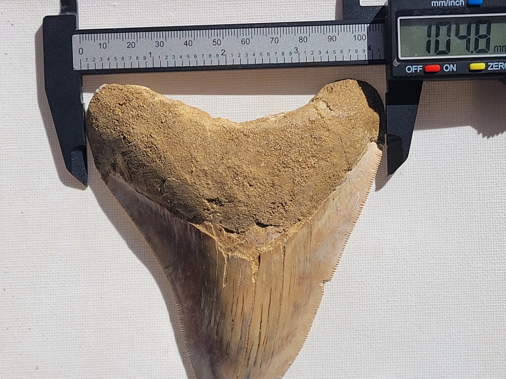 Megalodon - Skamieniały ząb - 12.5 cm - 12.4 cm #2.1