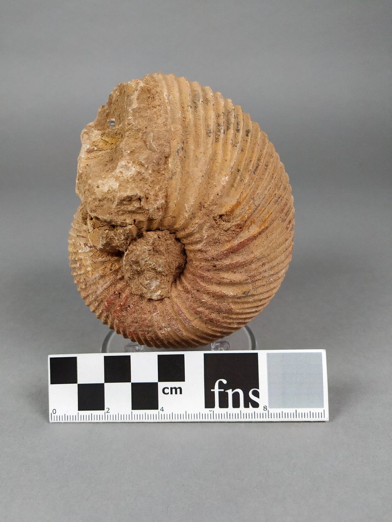 Harvinainen ammoniitti - Kivettynyt eläin - Mayaites obesus - 10.5 cm - 9 cm  (Ei pohjahintaa) #2.1
