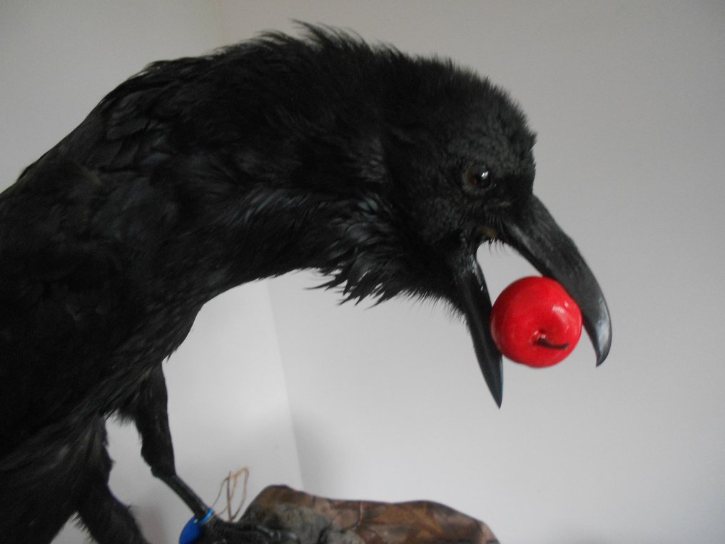 Corvo Allestimento tassidermico a corpo intero - Northern Raven Corvus corax - Grand Corbeau(sous-éspéce) - 0 cm - 0 cm - 0 cm - EU Annex I #2.1