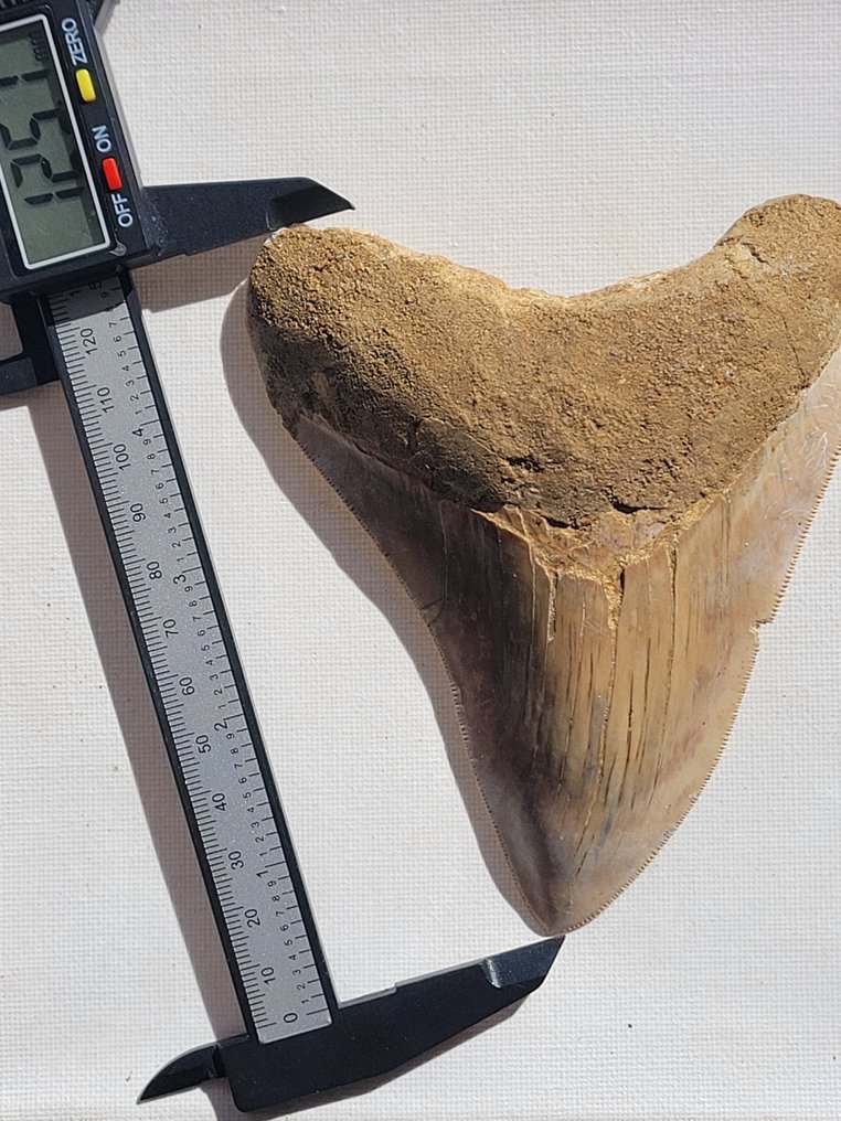 Megalodón - Diente fósil - 12.5 cm - 12.4 cm #1.2