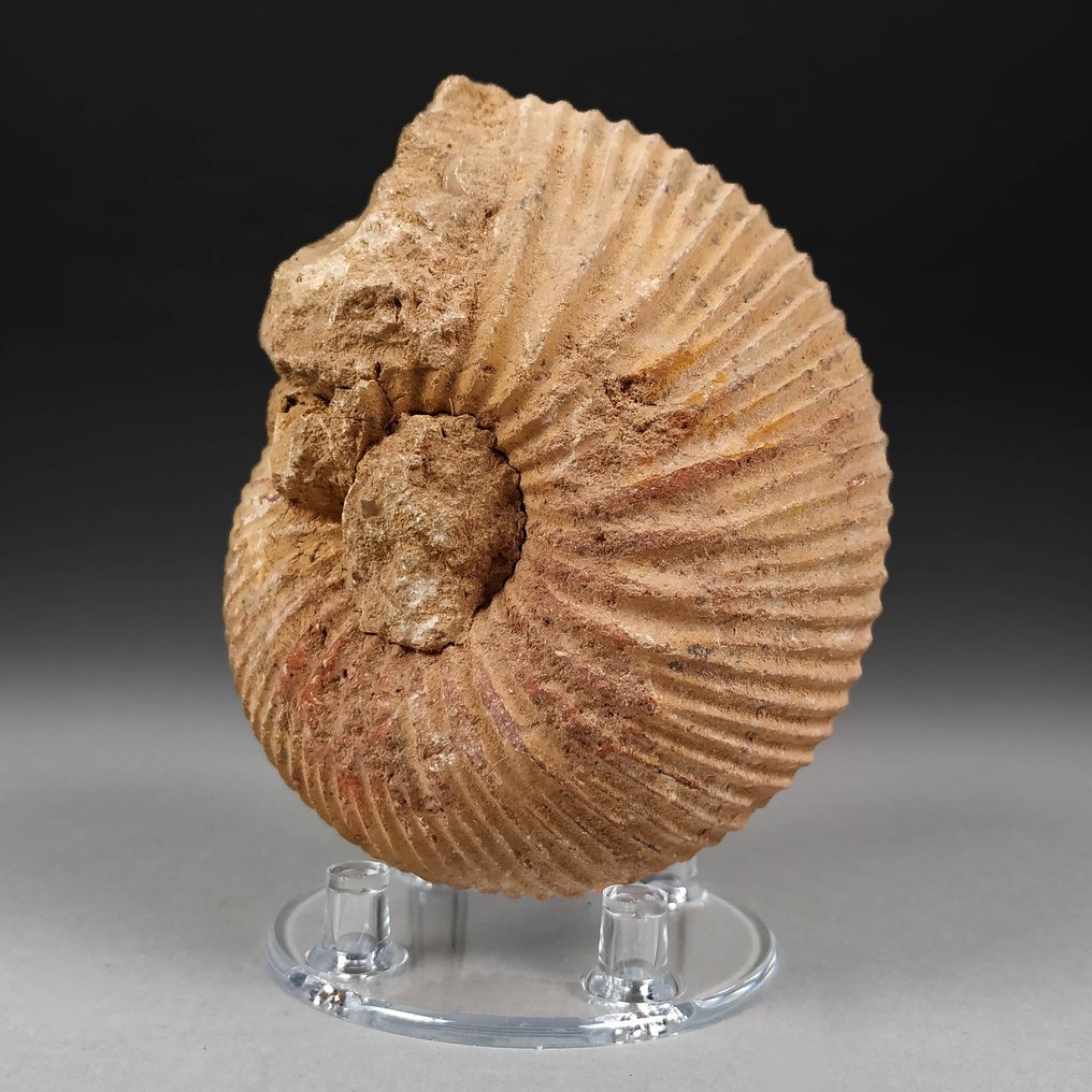 Harvinainen ammoniitti - Kivettynyt eläin - Mayaites obesus - 10.5 cm - 9 cm  (Ei pohjahintaa) #1.1
