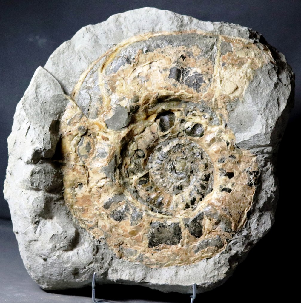 Unique and decorative ammonite - Huge - 41.5 cm - Calcit preservation - In concretion - Fossil plate matrix - 43 cm - 43 cm #3.1