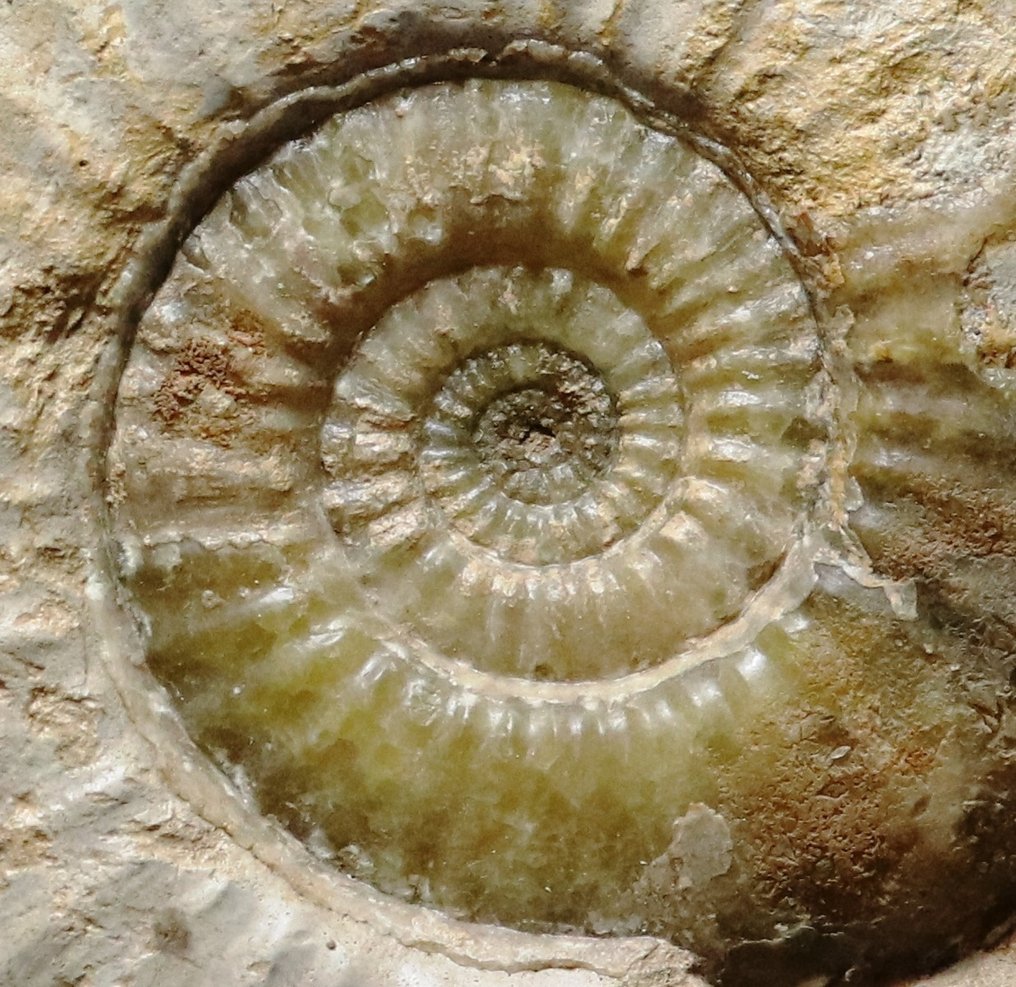 Rare ammonite with finest preservation - On stone - Fossilised animal - Tropidoceras aff. masseanum - 51 cm - 37 cm #2.2