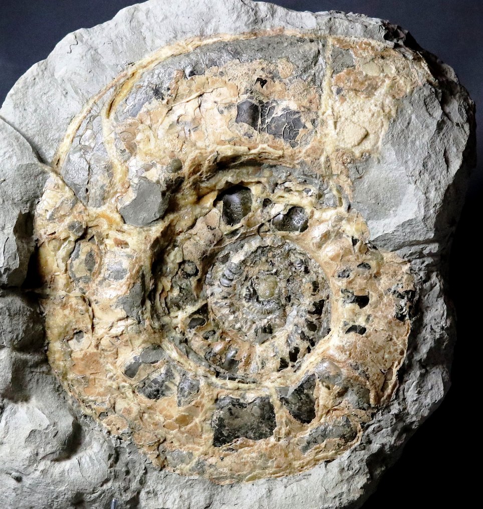 Unique and decorative ammonite - Huge - 41.5 cm - Calcit preservation - In concretion - Fossil plate matrix - 43 cm - 43 cm #3.2