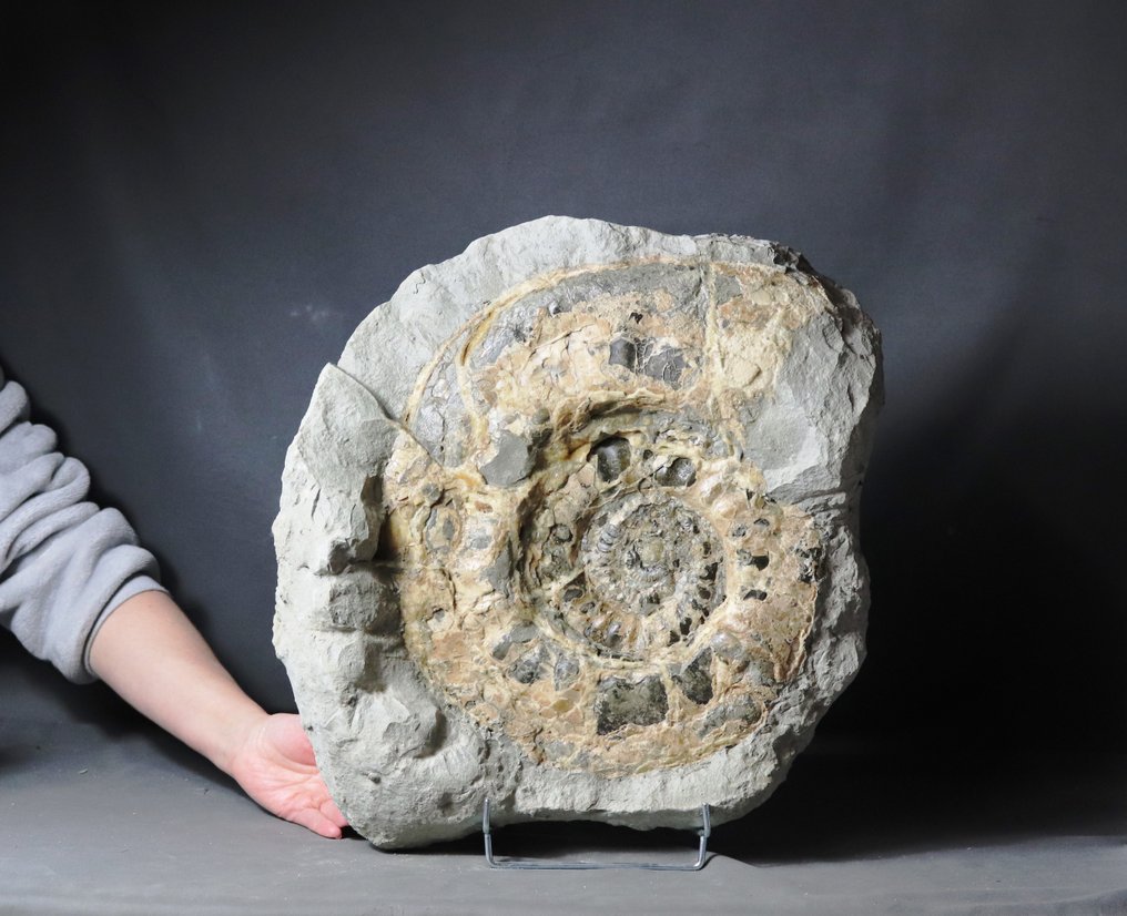 Unique and decorative ammonite - Huge - 41.5 cm - Calcit preservation - In concretion - Fossil plate matrix - 43 cm - 43 cm #2.1