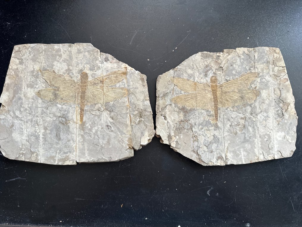 Øyenstikker - Fossile dyr - 17.5 cm - 22.6 cm #1.1