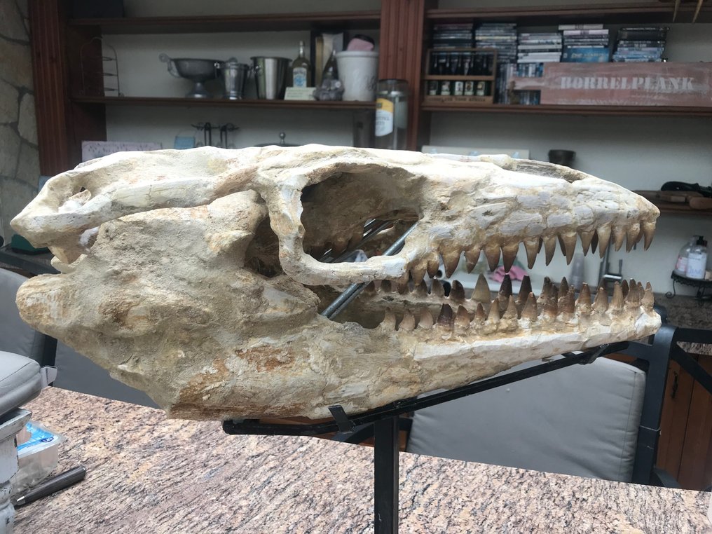 Dinosaur - Fossil skull - Mosasaurus - 55 cm - 27 cm #1.1