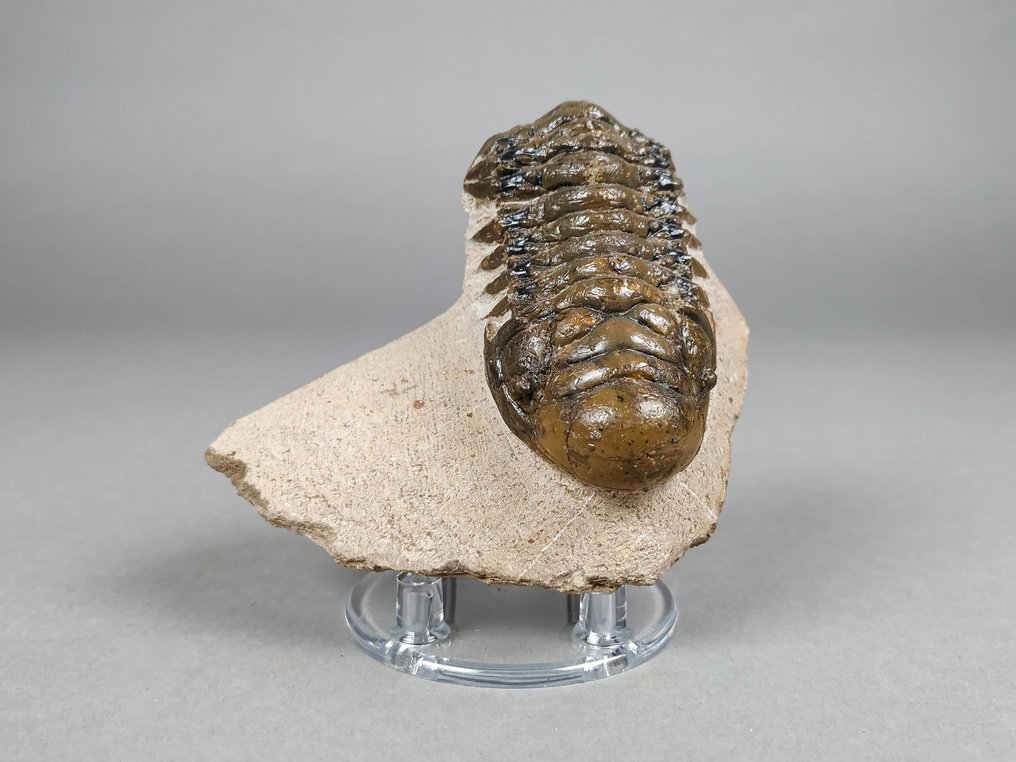 三叶虫 - 动物化石 - Crotalocephalus gibbus - 8.5 cm - 6.2 cm #2.2