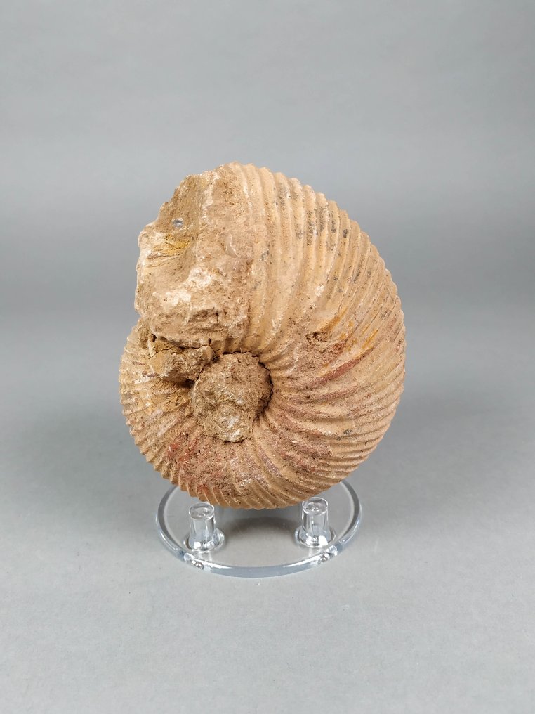 Ammonite rare - Animal fossilisé - Mayaites obesus - 10.5 cm - 9 cm  (Sans Prix de Réserve) #2.2