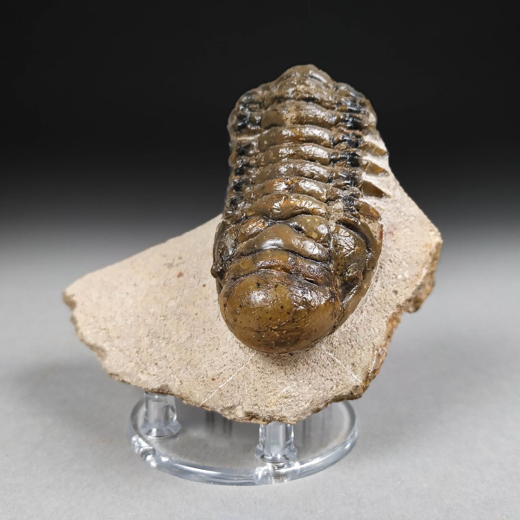 三叶虫 - 动物化石 - Crotalocephalus gibbus - 8.5 cm - 6.2 cm #1.1