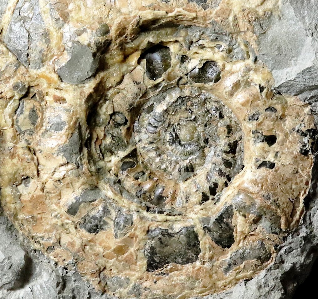 Unique and decorative ammonite - Huge - 41.5 cm - Calcit preservation - In concretion - Fossil plate matrix - 43 cm - 43 cm #1.2