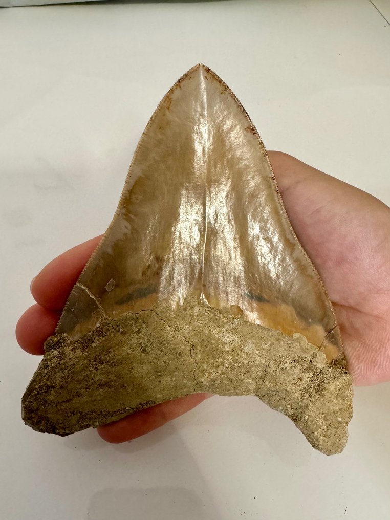 Megalodon - Skamieniały ząb - Otodus (Carcharocles) megalodon - 13.3 cm #1.2